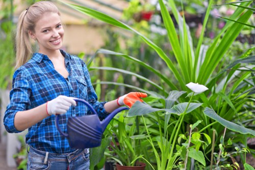Healthy green lawn care in Mottingham with neatly cut grass