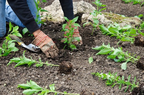 Seasonal garden planting and outdoor living area in Mottingham