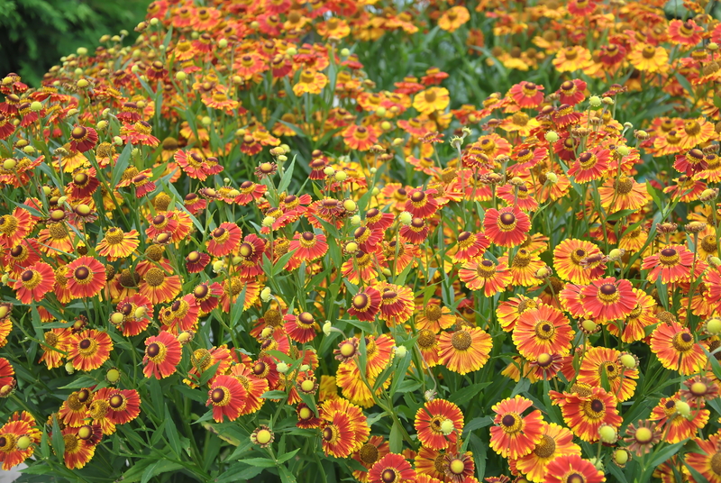 garden hedges